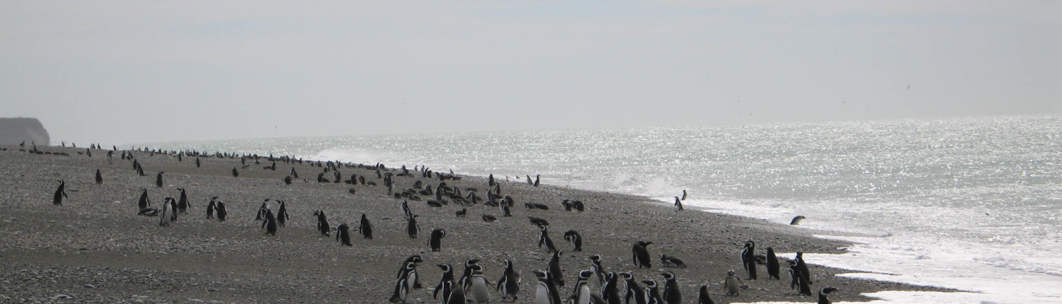 Beach with penguins for pull in linear winch